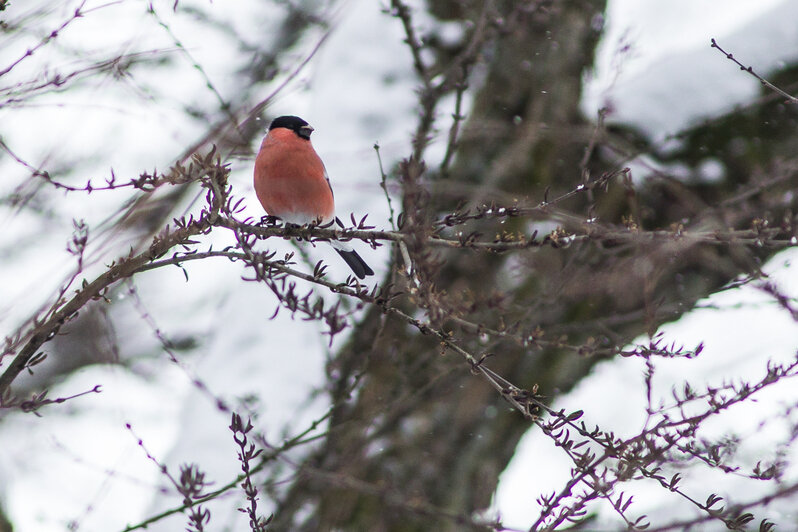 Александр Подгорчук / "Клопс"