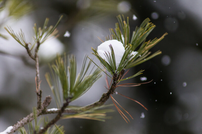 Александр Подгорчук / "Клопс"
