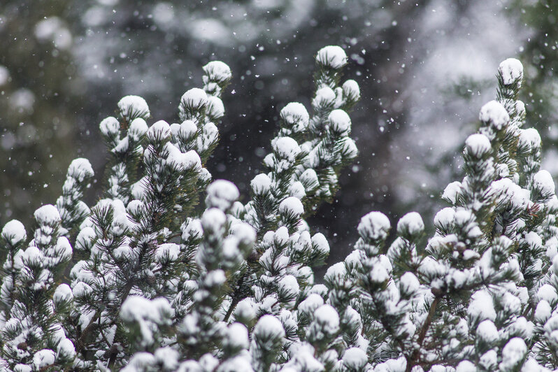 Александр Подгорчук / "Клопс"