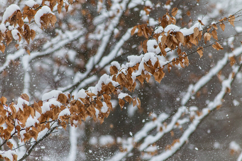 Александр Подгорчук / "Клопс"