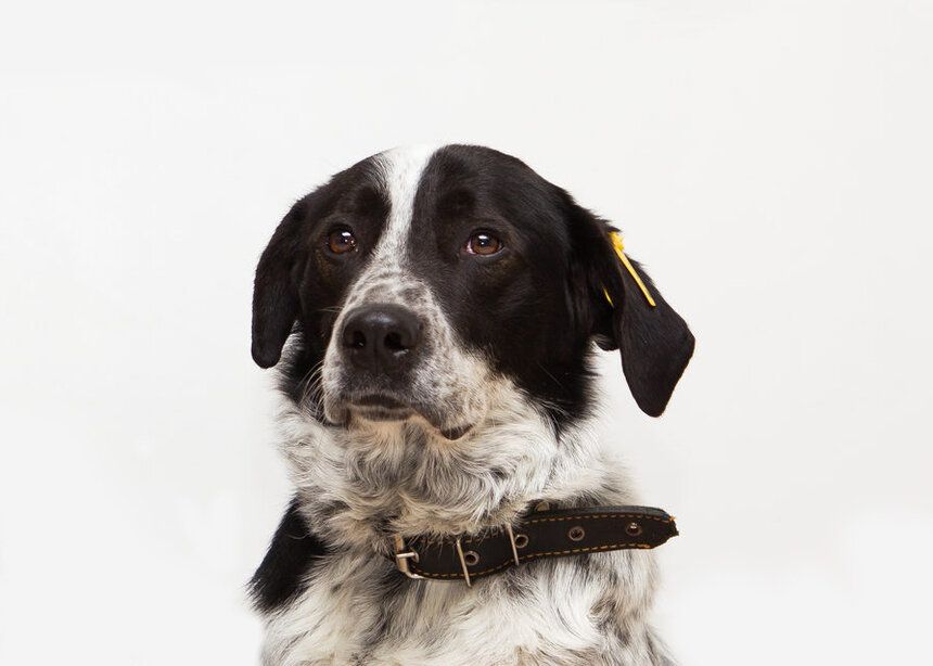 Александр Подгорчук / "Клопс"