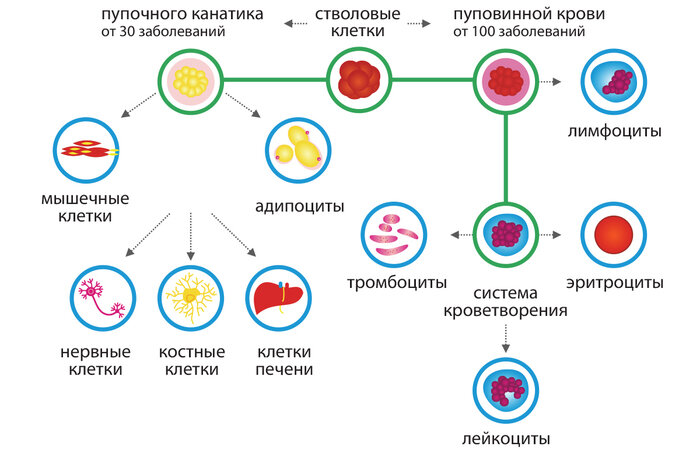 Десять причин сохранить пуповинную кровь при родах - Новости Калининграда