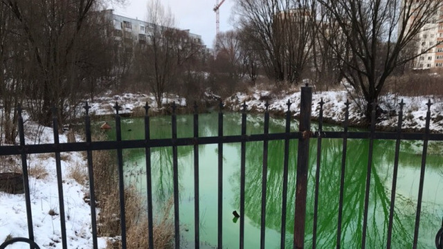 В Калининграде на ул. Артиллерийской позеленел пруд (фото)