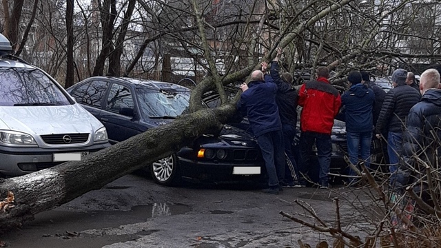 Упавшие деревья и перекрытые дороги: последствия шторма в Калининградской области (фото, видео)