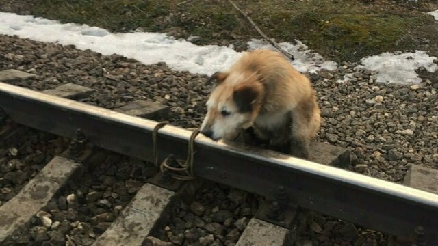 Привязавший собаку к рельсам под Петербургом мужчина объяснил свой поступок