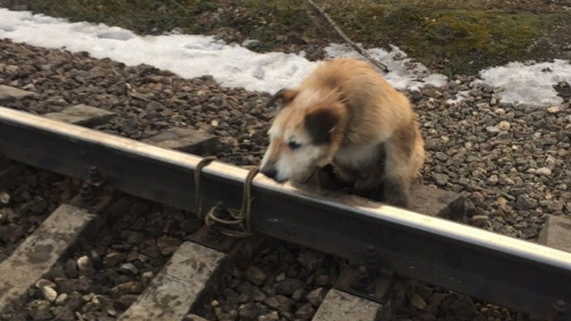 В Ленобласти возбуждено уголовное дело из-за привязанного к рельсам пса