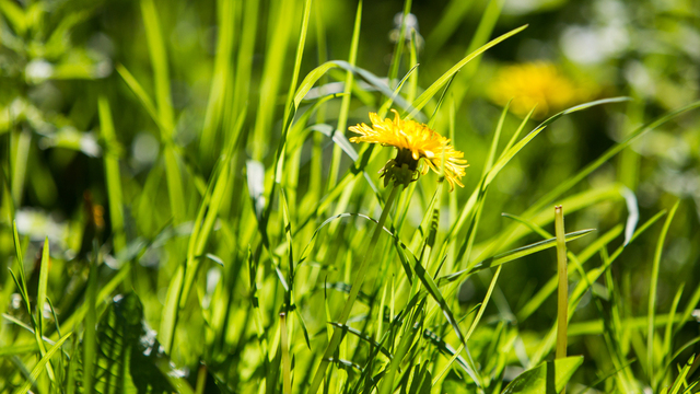 В Калининграде на неделе потеплеет до +24