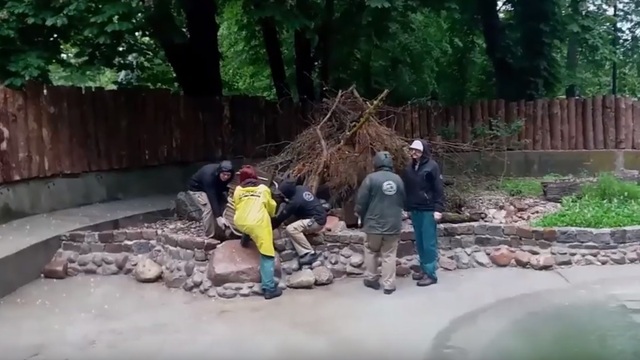 В Калининградском зоопарке выдра переехала в новый вольер (видео)