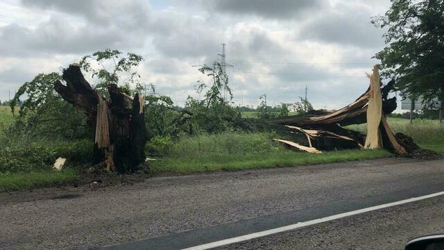 84 поваленных дерева и повреждённые дороги: последствия шторма в Калининградской области