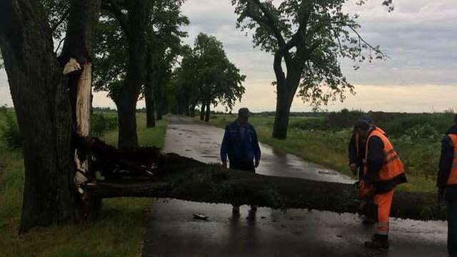 Десятки поваленных деревьев и пожар из-за удара молнии: в регионе подвели итоги ночной грозы