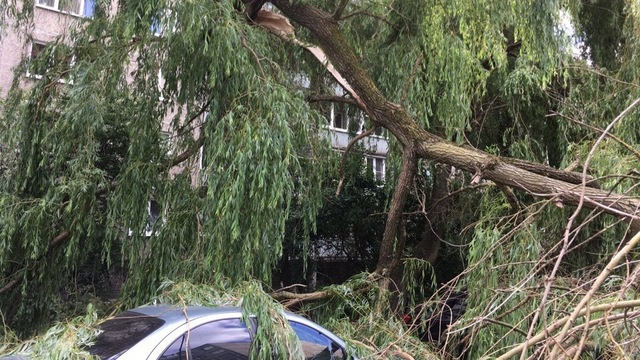 На ул. Мариупольской в Калининграде дерево рухнуло на припаркованные во дворе машины (фото)