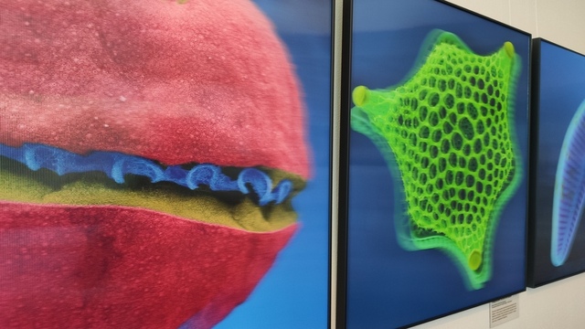 В Музее Мирового океана покажут уникальные 3D-фотографии микроорганизмов