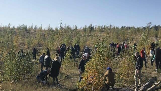 На Куршской косе высадили 