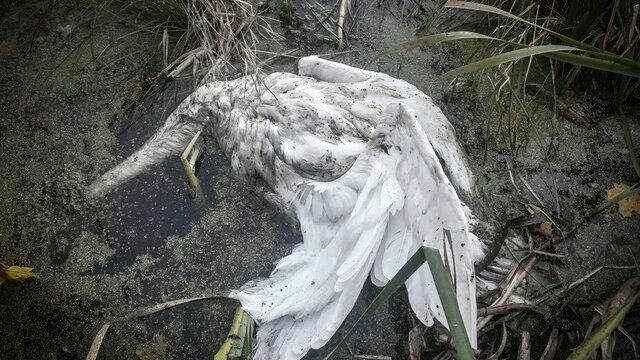 Полиция выяснит обстоятельства расстрела лебедей в Зеленоградском районе