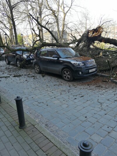 На проспекте Мира в Калининграде из-за ветра дерево рухнуло на машину (фото) - Новости Калининграда | Фото: очевидец