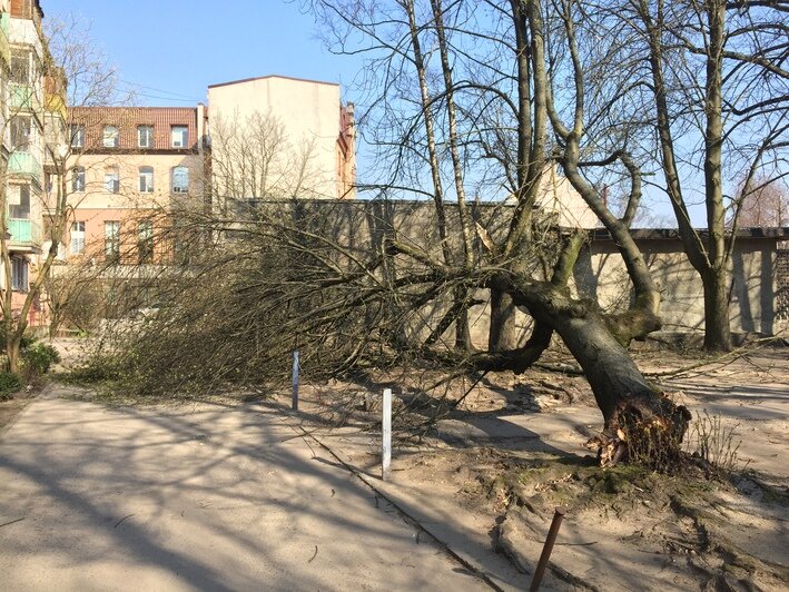 На проспекте Мира в Калининграде из-за ветра дерево рухнуло на машину (фото) - Новости Калининграда | Александр Подгорчук / &quot;Клопс&quot;