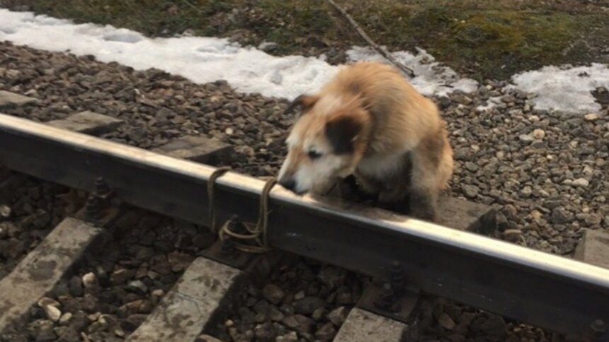 В Ленобласти возбуждено уголовное дело из-за привязанного к рельсам пса - Новости Калининграда | Скриншот поста в группе &quot;Овчарка Лакки сбитая поездом. СПБ Гатчинский рай&quot; / &quot;ВКонтакте&quot;