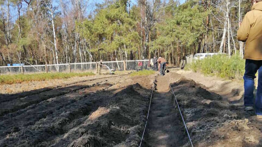 Возле Танцующего леса на Куршской косе высадят 15 тысяч сосен - Новости Калининграда | Фото: пресс-служба национального парка &quot;Куршская коса&quot;