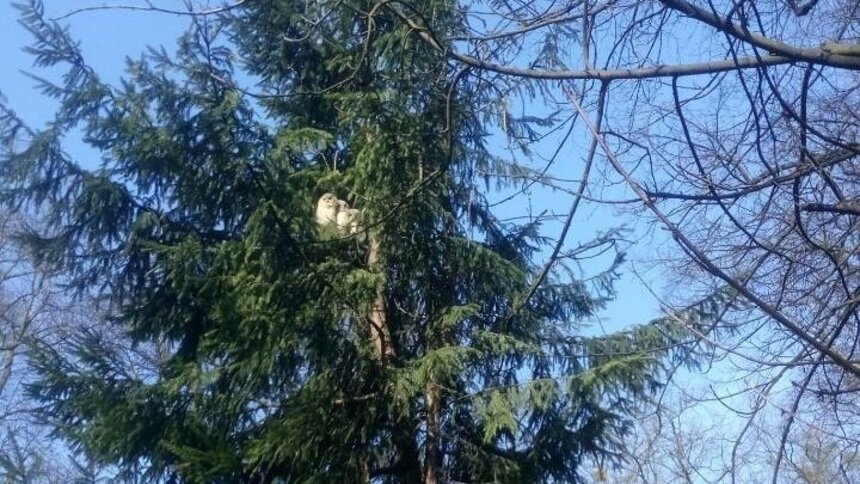 В парке Калининграда поселилось семейство сов (фото) - Новости Калининграда | Фото: Андрей Кропоткин / Instagram