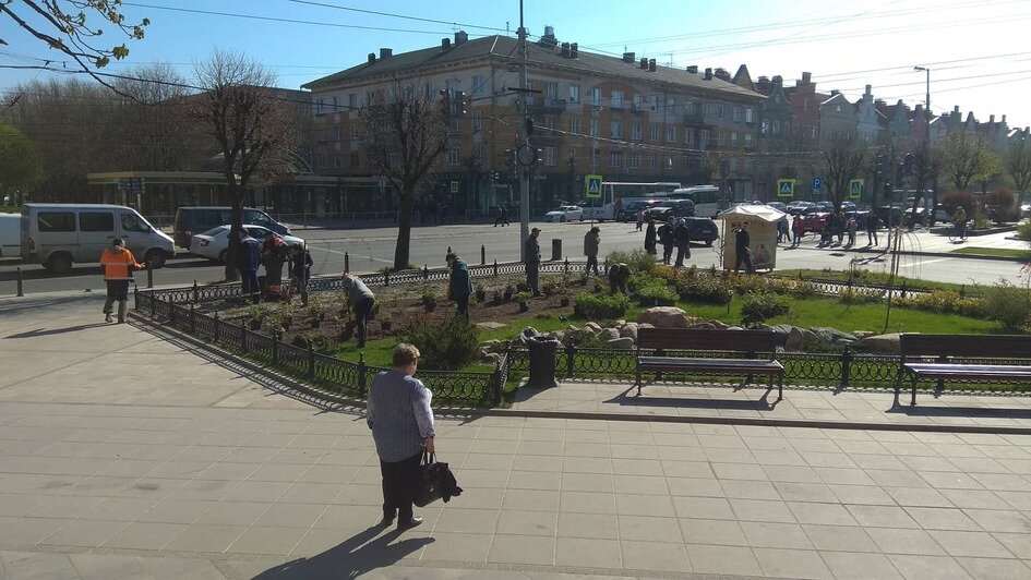 На ул. Барнаульской в Калининграде появился розарий - Новости Калининграда | Фото: пресс-служба администрации Калининграда