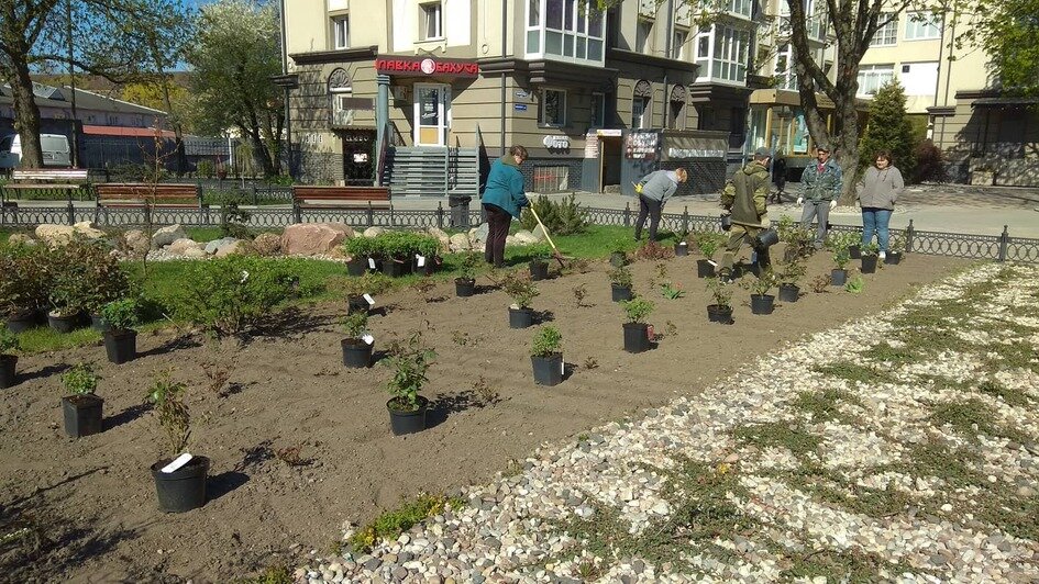 На ул. Барнаульской в Калининграде появился розарий - Новости Калининграда | Фото: пресс-служба администрации Калининграда