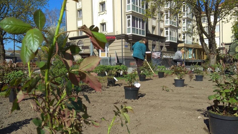 На ул. Барнаульской в Калининграде появился розарий - Новости Калининграда | Фото: пресс-служба администрации Калининграда