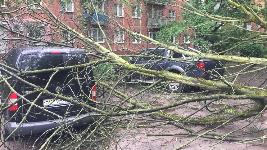 На перекрёстке Соммера — Рокоссовского на две машины упало дерево (фото) - Новости Калининграда | Фото: Александр Подгорчук / &quot;Клопс&quot;