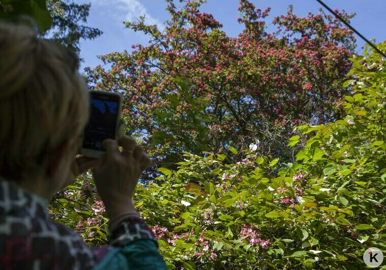 "Впервые глициния цветёт так пышно": фоторепортаж из ботанического сада - Новости Калининграда | Виктор Буздин / &quot;Клопс&quot;