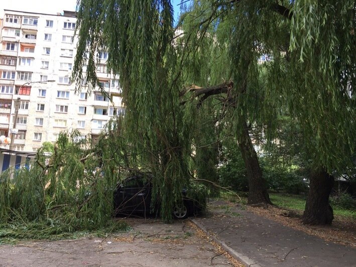 На ул. Мариупольской в Калининграде дерево рухнуло на припаркованные во дворе машины (фото) - Новости Калининграда | Фото: очевидец