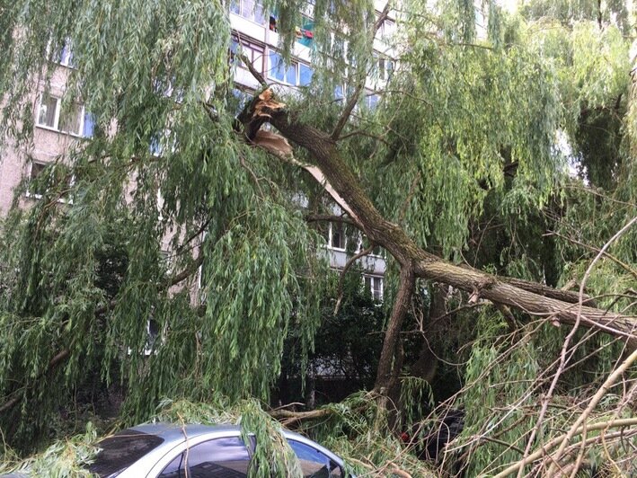 На ул. Мариупольской в Калининграде дерево рухнуло на припаркованные во дворе машины (фото) - Новости Калининграда | Фото: очевидец