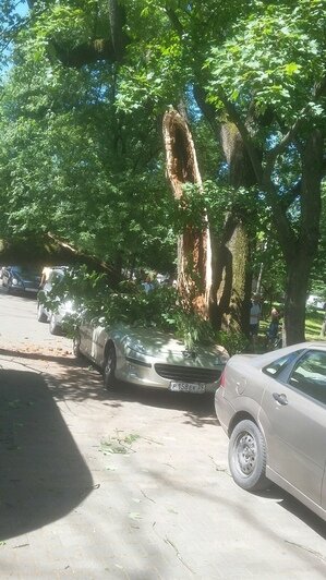 На Верхнем озере в Калининграде упавшее дерево повредило два автомобиля (фото) - Новости Калининграда | Фото: очевидец