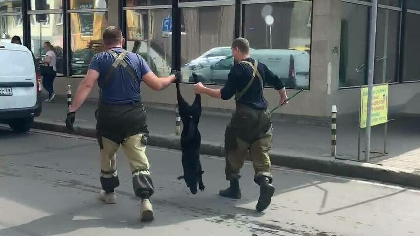 В Калининграде отловщики тащили бездомную собаку за задние лапы (видео) - Новости Калининграда | Изображение: кадр из видео