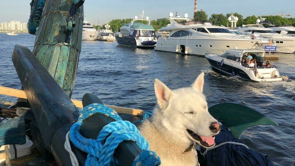 На прибывшей в Калининград ладье "Змей Горыныч" две тысячи километров прошёл пёс Варяг (фото) - Новости Калининграда | Фото: отец Феоктист