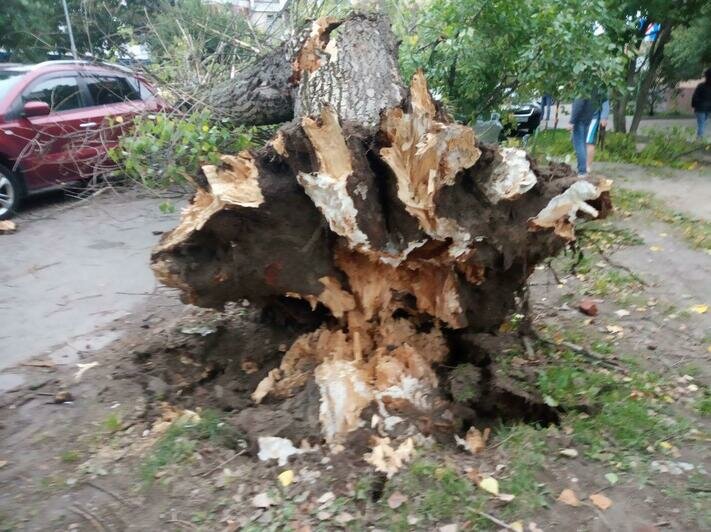 На ул. Рокоссовского ветер повалил дерево на припаркованные автомобили (фото) - Новости Калининграда | Фото: очевидец