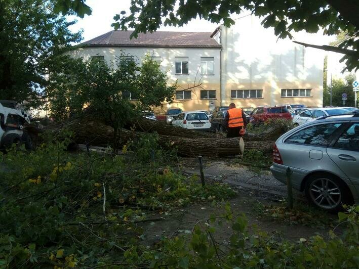 На ул. Рокоссовского убирают дерево, рухнувшее на припаркованные автомобили (фото) - Новости Калининграда | Фото: "Клопс"