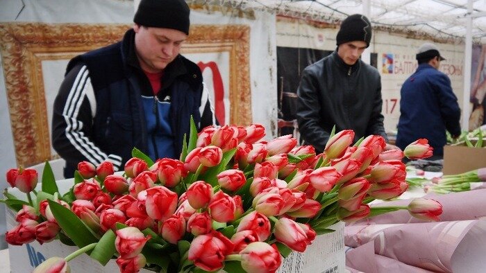 Королевство тюльпанов: под Багратионовском раскинулись поля прекрасных цветов - Новости Калининграда