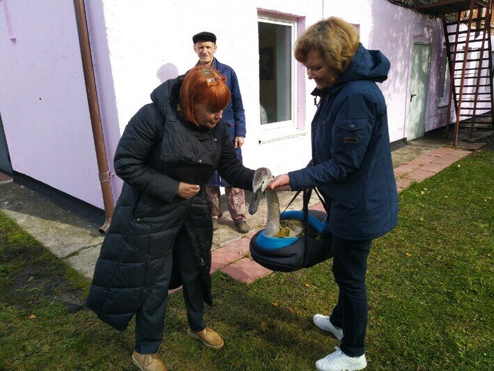 Под Калининградом сотрудники школы спасли обессиленного молодого лебедя (фото)  - Новости Калининграда | Фото: Елена Рыбакова