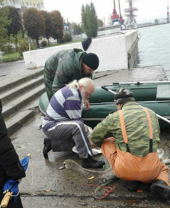 В Светлом спасли лебедя, к лапе которого была привязана двухметровая верёвка (фото, видео) - Новости Калининграда | Фото: Андрей Каминский