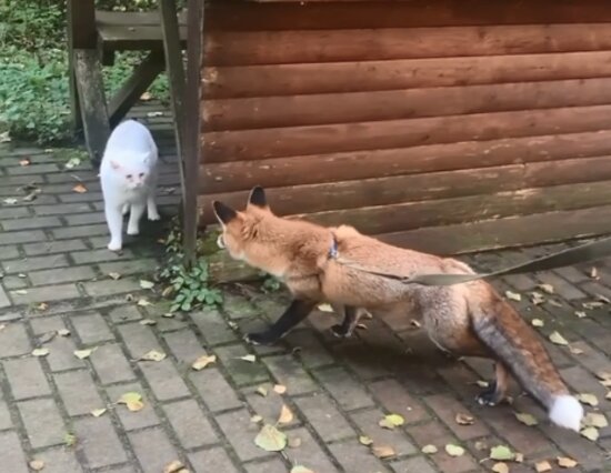 В нацпарке &quot;Куршская коса&quot; показали видео с повзрослевшим лисёнком-подкидышем на прогулке   - Новости Калининграда | Кадр видеозаписи