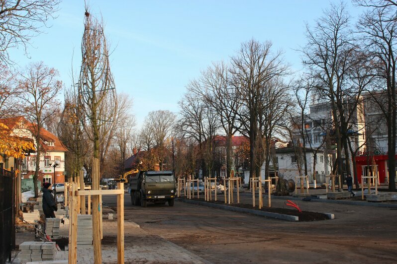 В Зеленоградске высадят вязы и боярышник из немецкого питомника   - Новости Калининграда | Фото: газета &quot;Волна&quot; / Facebook