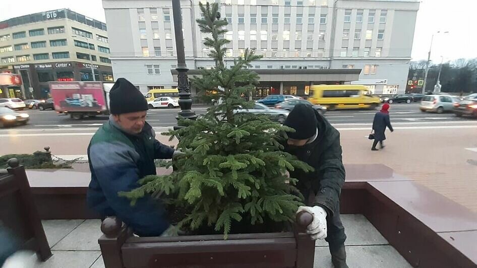 В центре Калининграда начали устанавливать 100 елей в кадках (фото) - Новости Калининграда | Фото: пресс-служба администрации Калининграда