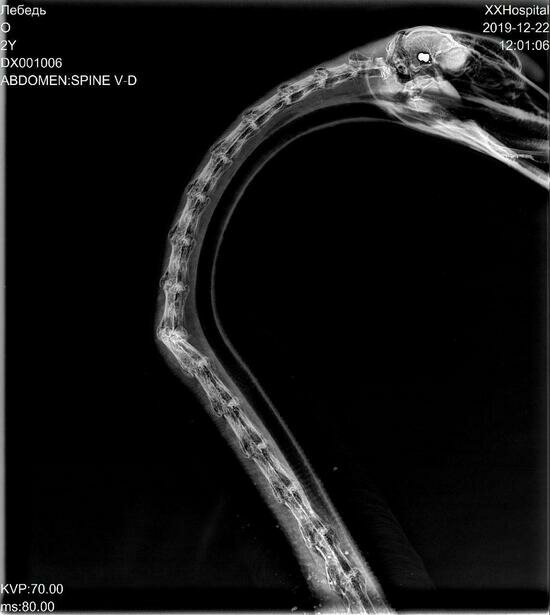В районе Форелевого озера нашли лебедя с пулей в голове и переломом шеи - Новости Калининграда | Изображение: результаты рентгеновского обследования лебедя / &quot;Биосфера Балтики&quot;