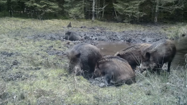 В Литве сняли на видео купающихся в грязи кабанов