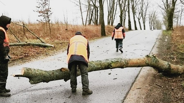 Власти региона подсчитали, сколько деревьев упало на дороги области за сутки (фото)