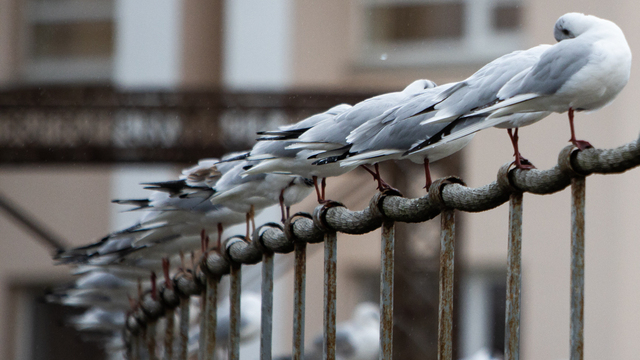 Синоптики рассказали о погоде в Калининграде на рабочую неделю