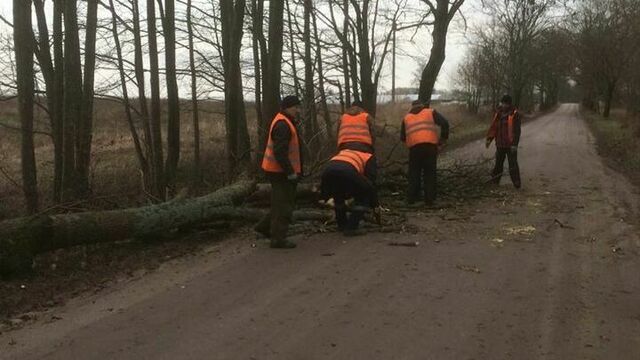 В регионе за ночь ураган повалил девять придорожных деревьев