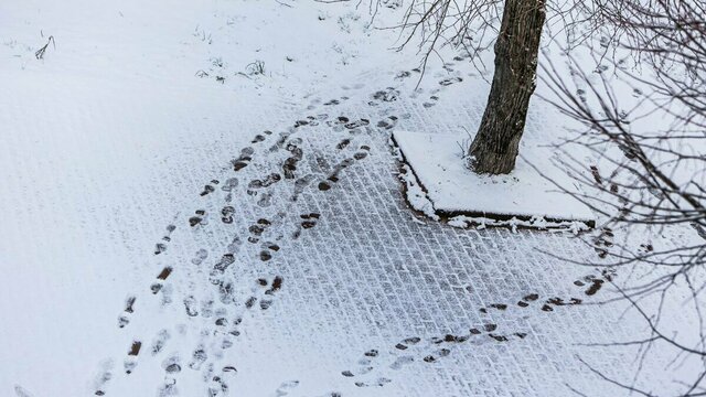 Мартовский снег в Калининграде (фото)