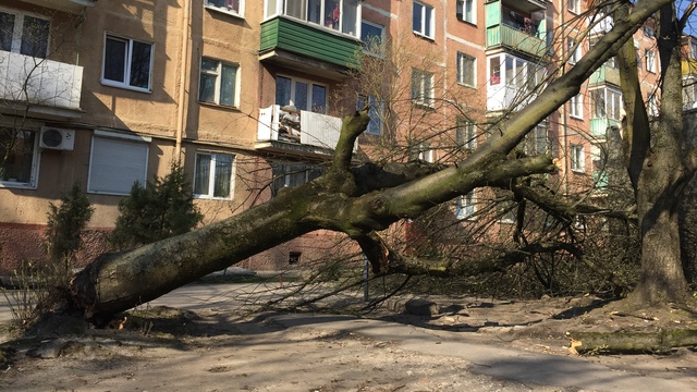 Мэрия планирует закупить технику для обследования состояния деревьев  