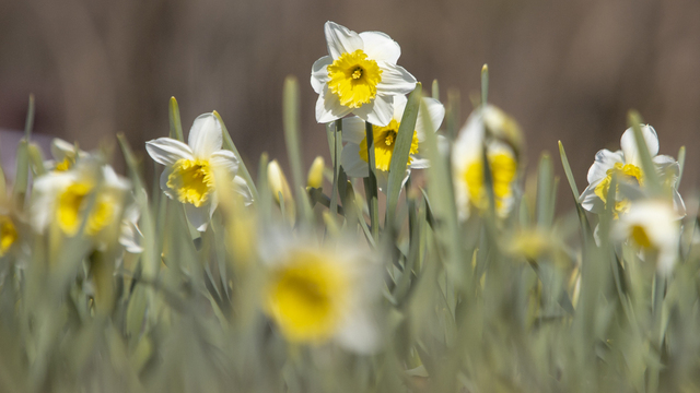 +22 и дождь: погода в Калининграде на неделю
