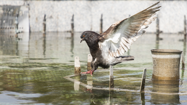 +21 и дождь: погода в Калининграде на выходные